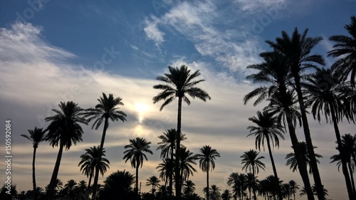 Palm trees © Reza
