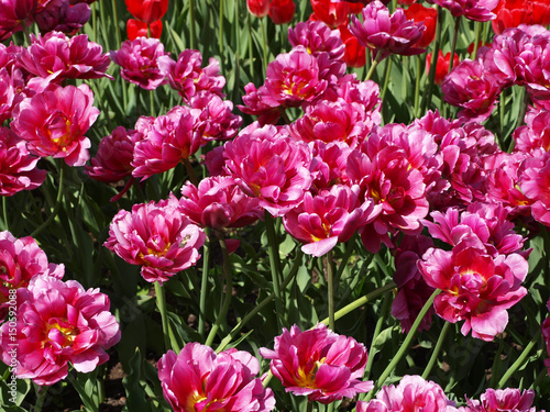 Many red tulips flowers with green