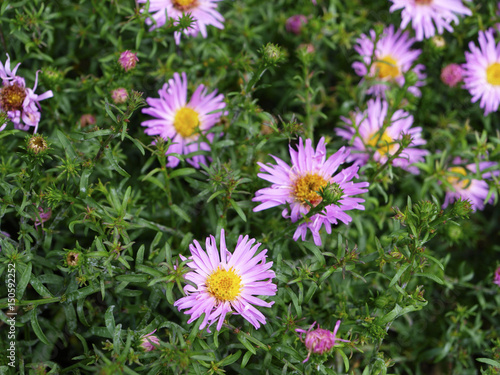 Aster alpinus or alpine aster many pink flowers in green