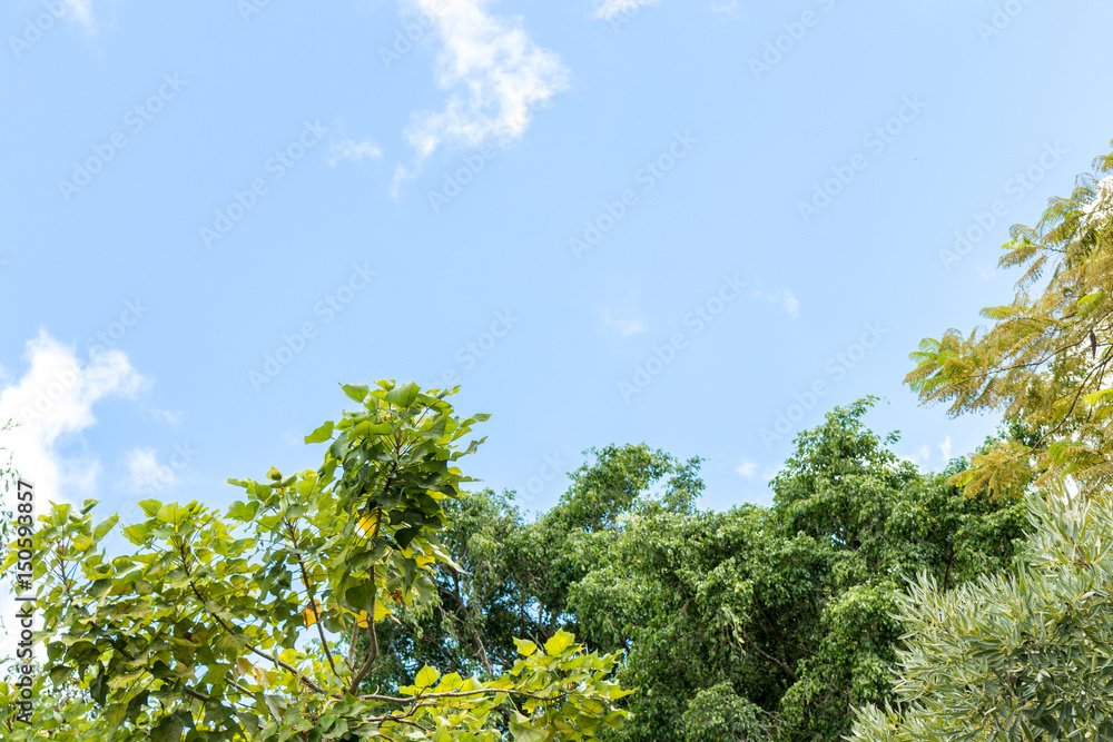 Fototapeta premium Exotic tropical background pattern, Bali island, Indonesia.