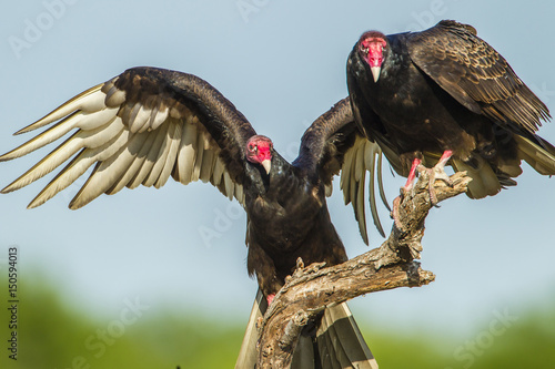 USA, Texas, Hidalgo County. Close-up of two turkey vultures on limb. Credit as: Cathy & Gordon Illg / Jaynes Gallery / DanitaDelimont.com photo