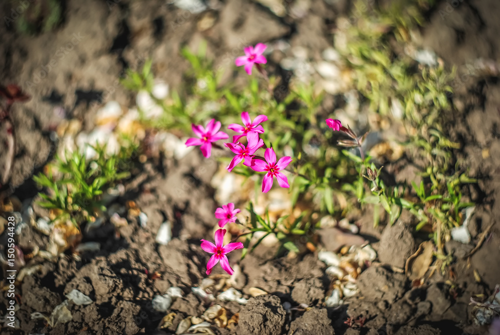 Beautiful and peaceful bright close up photo of plants with carefully landscaping. Planting of greenery foto. Beautiful and peaceful bright close up photo of plants with carefully landscaping. Planting of greenery foto.