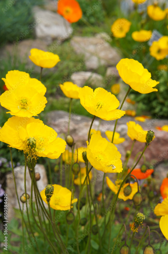 Obraz premium Yellow papaver or poppy alpine flowers with green