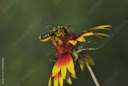 Leafcutter bee, solitary bees (Megachile sp.), adult feeding on Indian Blanket, Fire Wheel (Gaillardia Pulchella), Texas, USA photo