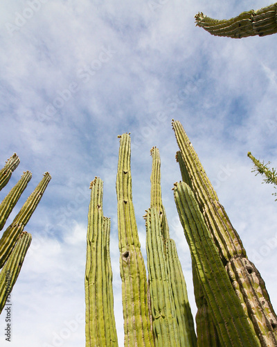 Cactus Reaching for Sky