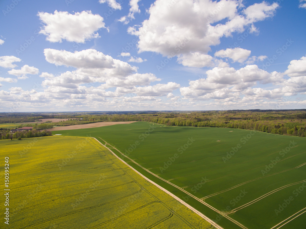 Aerial view of colorful raps field in spring with blue sky in germany Aerial view of colorful raps field in spring with blue sky in germany