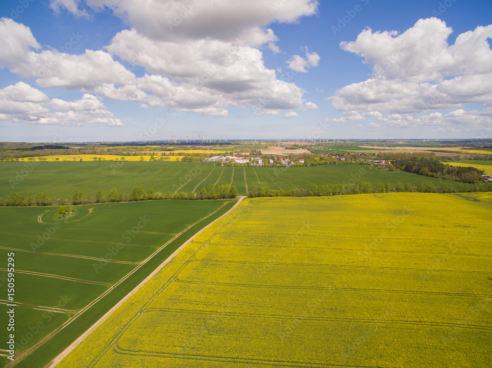 Obraz premium Aerial view of colorful raps field in spring with blue sky in germany