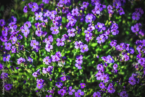 Beautiful and peaceful bright close up photo of plants with carefully landscaping. Planting of greenery foto.