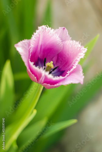 Very bright and beautiful colourful close up photo of tulip. Nice avatar for social networks.