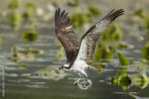 Osprey has fish in claws. photo