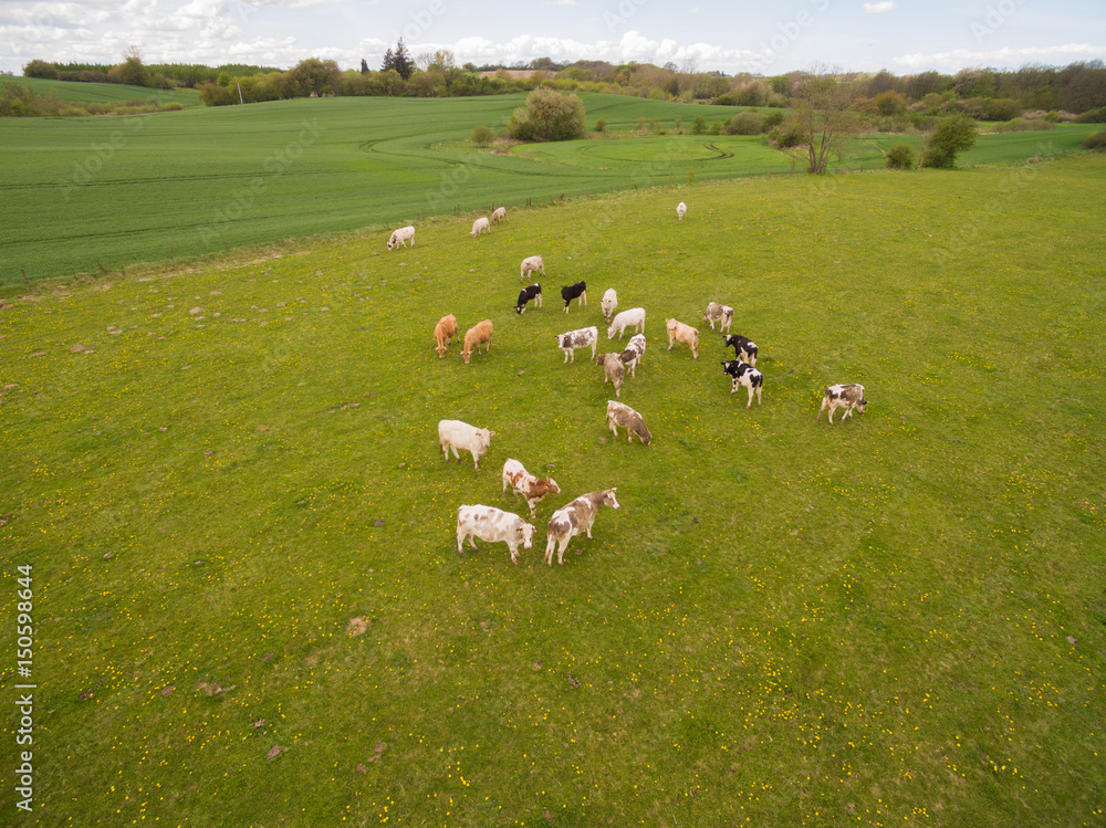 aerial view of cows on green pasture in spring - germany aerial view of cows on green pasture in spring - germany