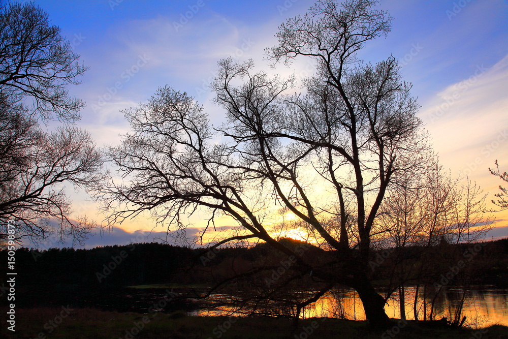 Old willow by the river in the evening Old willow by the river in the evening