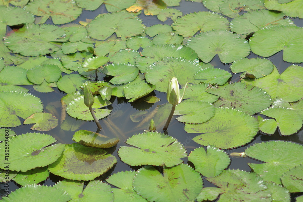 White Lotus Bud, White Water Lily Bud Among Its Leaves in the Pond White Lotus Bud, White Water Lily Bud Among Its Leaves in the Pond