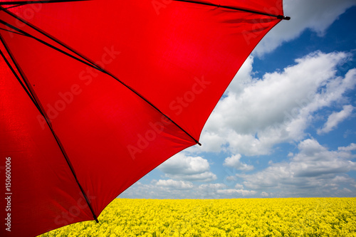 rape field with red umbrella