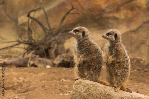 Two Meerkats © Susan