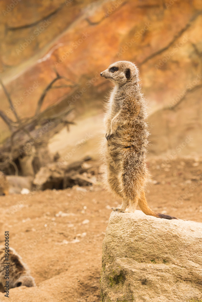 Fototapeta premium Meerkat stood up