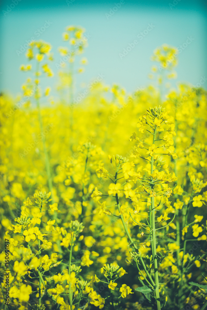 Beautiful background with yellow flowers field rapeseed in bloom. Agriculture background photo. Beautiful background with yellow flowers field rapeseed in bloom. Agriculture background photo.