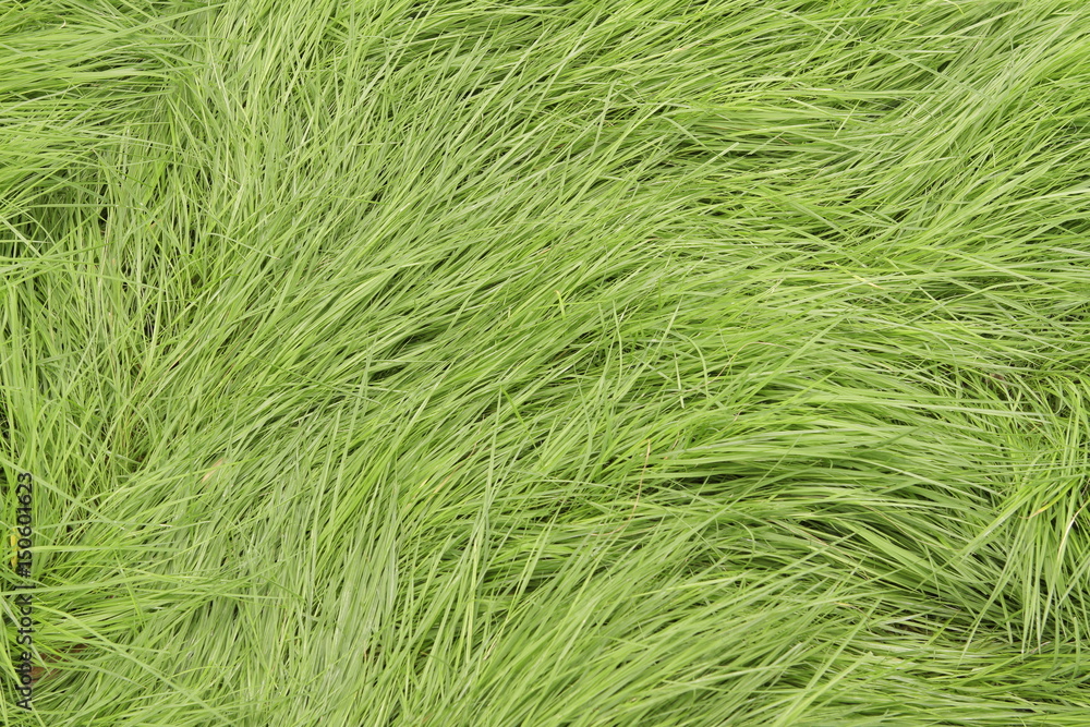 Fresh green grass pattern, texture, background, top view, horizontal layout Fresh green grass pattern, texture, background, top view, horizontal layout