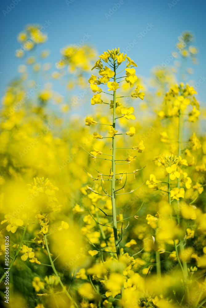 Beautiful background with yellow flowers field rapeseed in bloom. Agriculture background photo. Beautiful background with yellow flowers field rapeseed in bloom. Agriculture background photo.