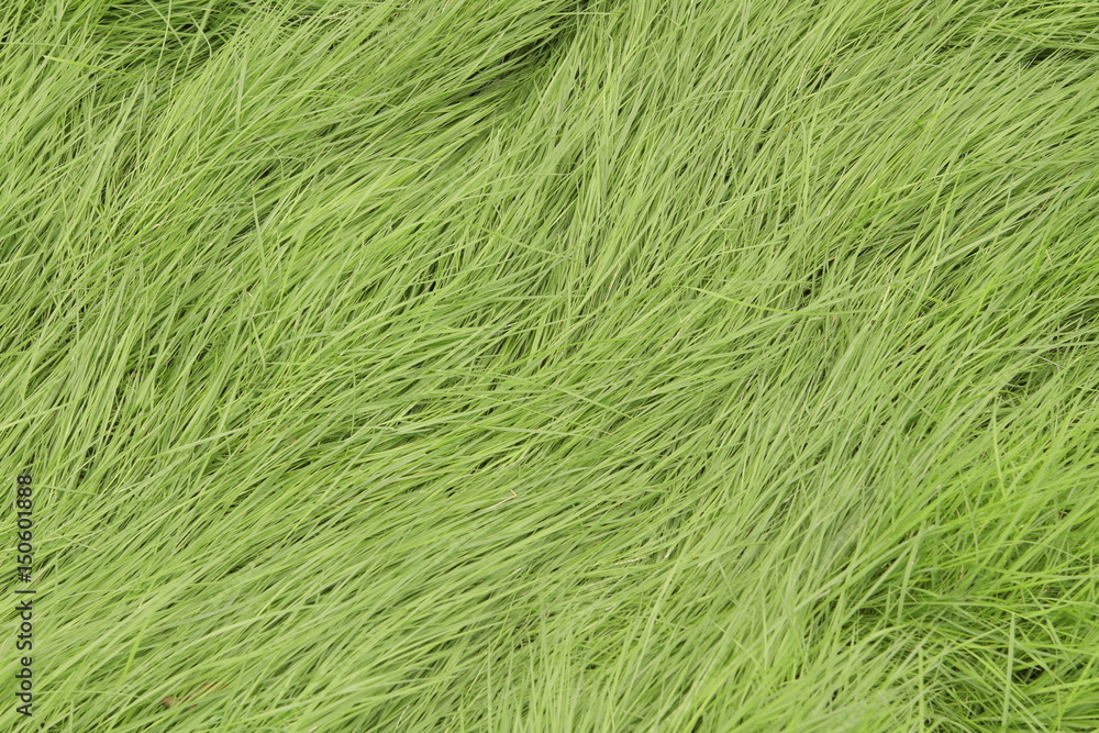 Fototapeta premium Fresh green grass pattern, texture, background, top view, horizontal layout