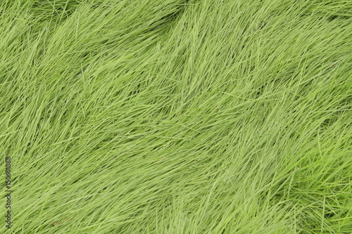 Fresh green grass pattern, texture, background, top view, horizontal layout