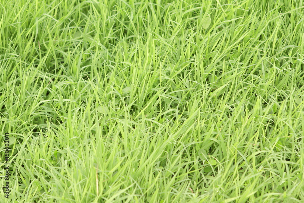 Fresh green grass pattern, texture, background, top view, horizontal layout Fresh green grass pattern, texture, background, top view, horizontal layout
