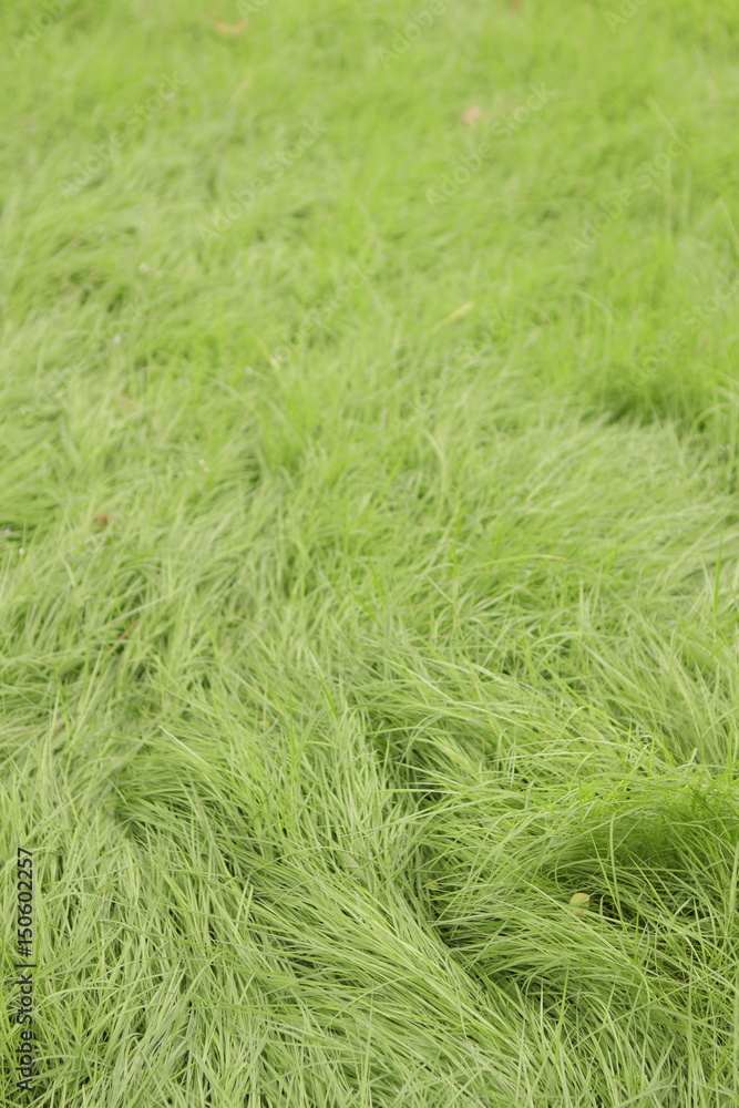 Fresh green grass pattern, texture, background top view, vertical layout, short depth of field, focus at the back Fresh green grass pattern, texture, background top view, vertical layout, short depth of field, focus at the back