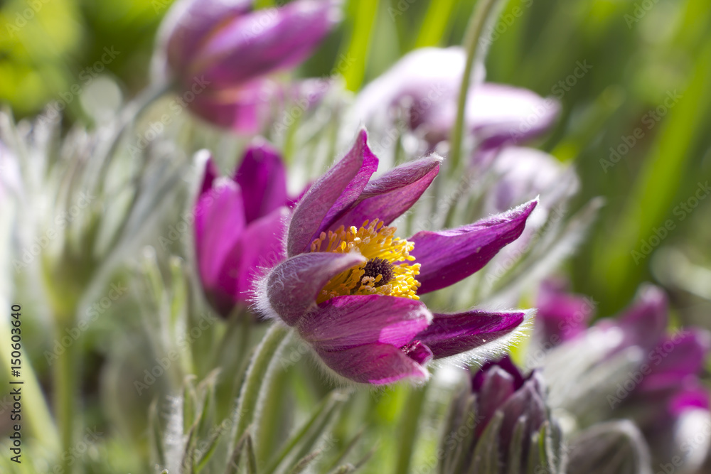 Fototapeta premium Pulsatilla flowers,spring flowers