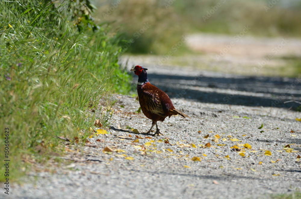 Fototapeta premium Faisan de Colchide (Phasianus colchicus)
