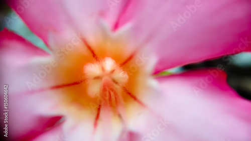 The azalea flowers close up