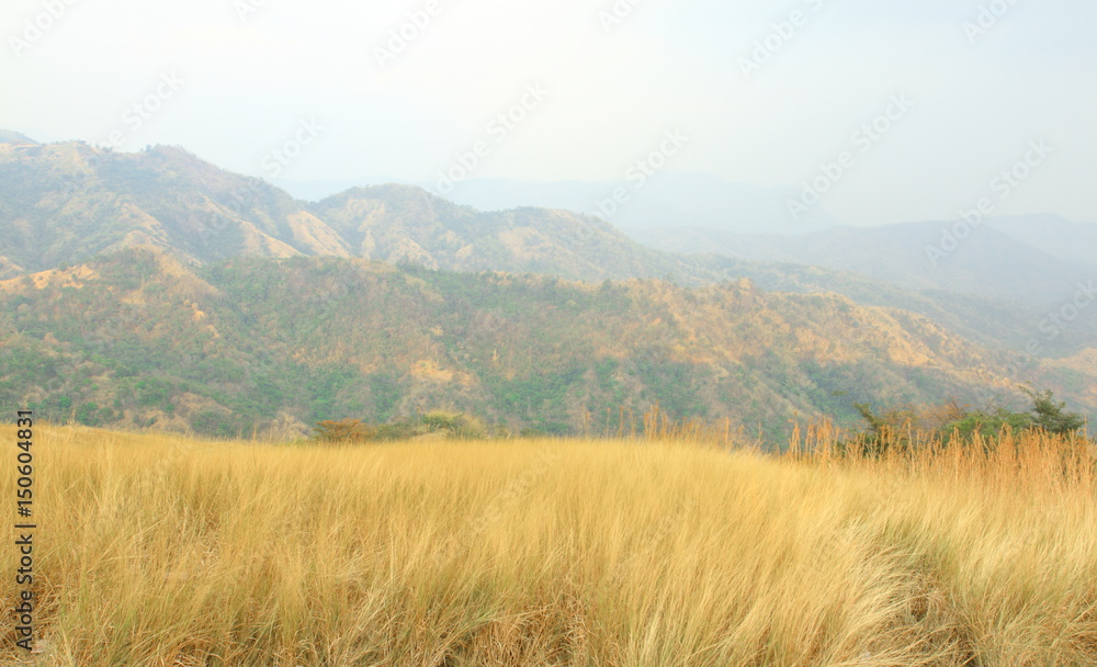 Golden yellow dried grass field against mountain scenery background on cloudy day at Khao Kho, Petchabun Province, Thailand