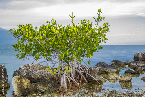 Florida Keys island shore