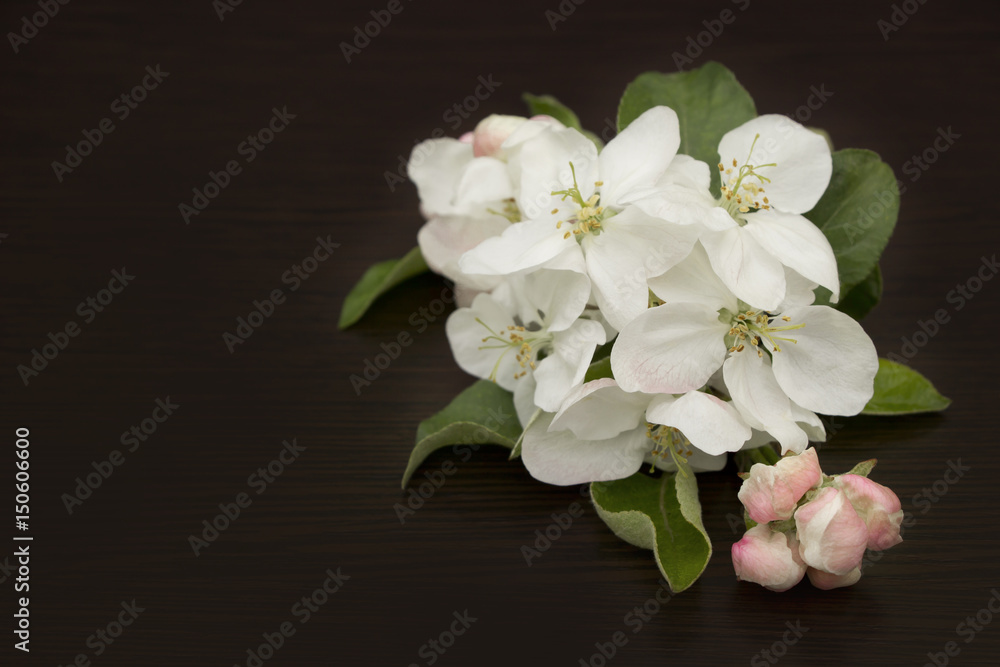 Obraz premium Apple tree flowers