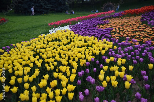 Fototapeta Naklejka Na Ścianę i Meble -  tulip