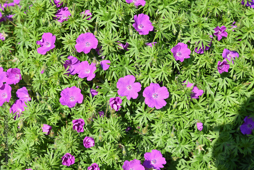 Fototapeta Naklejka Na Ścianę i Meble -  Géranium sanguin au printemps au jardin