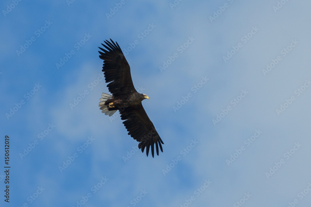 Sea eagle flying in the sky, circling for prey Sea eagle flying in the sky, circling for prey