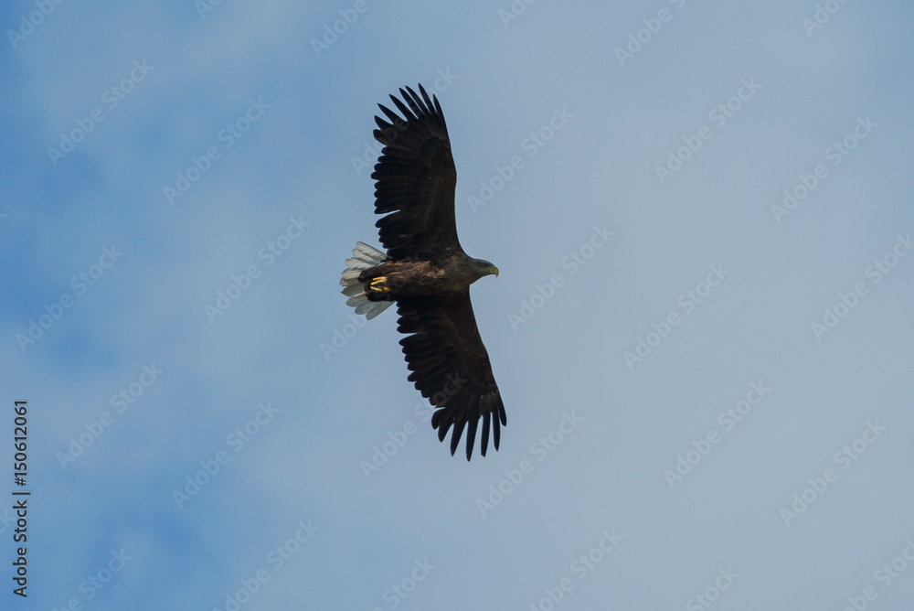 Fototapeta premium Sea eagle flying in the sky, circling for prey