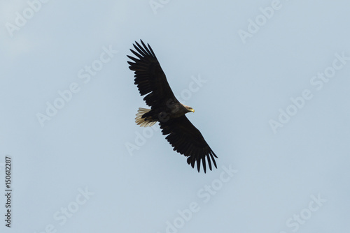 Sea eagle flying in the sky  circling for prey