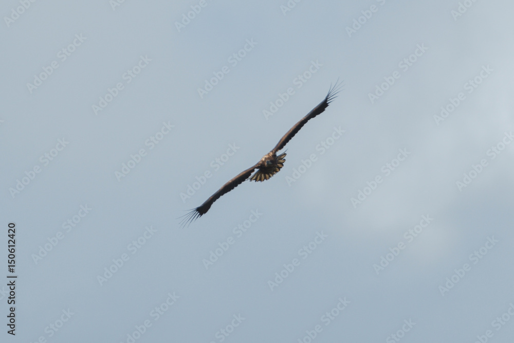 Sea eagle flying in the sky, circling for prey Sea eagle flying in the sky, circling for prey