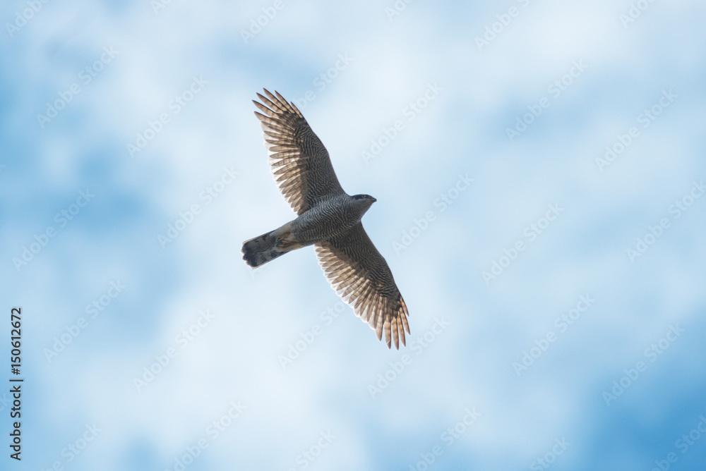 Fototapeta premium Falcon flying in the sky, circling for prey