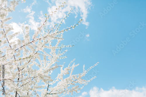 Beautiful cherry blossom tree. Flowers of spring