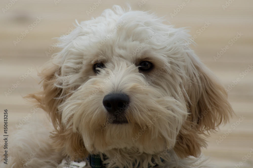 Cockapoo Puppy Close Up Face
