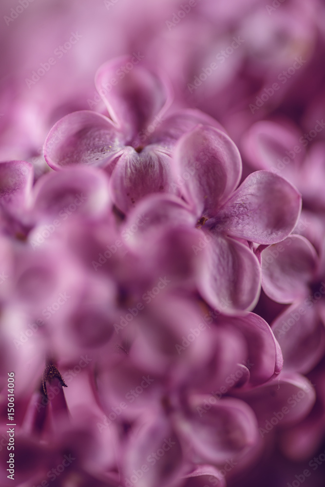 detail photography of purple lilac, macro, spring blooming plant detail photography of purple lilac, macro, spring blooming plant