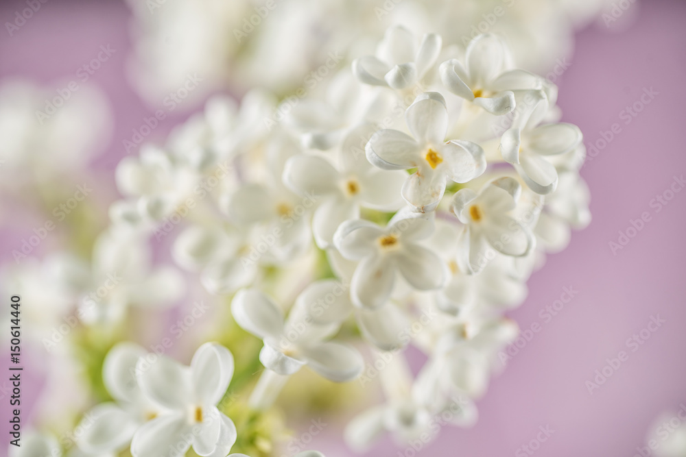 Branches of white lilac, spring blooming plant Branches of white lilac, spring blooming plant