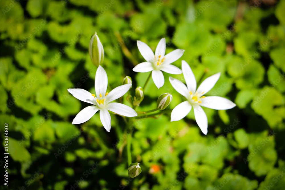 White and Vibrant Flowers White and Vibrant Flowers