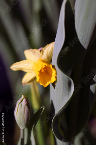 Fototapeta Naklejka Na Ścianę i Meble -  żółty żonkil wśród tulipanów