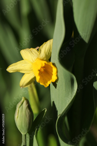żółty żonkil wśród tulipanów