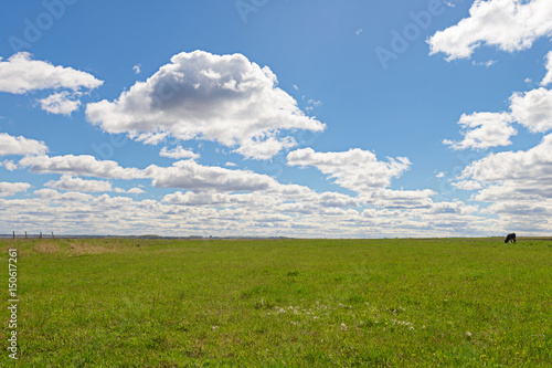 field of green grass with white clouds on blue sky