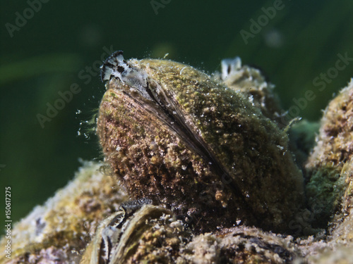 Zebra mussel, Dreikantmuschel (Dreissena polymorpha)