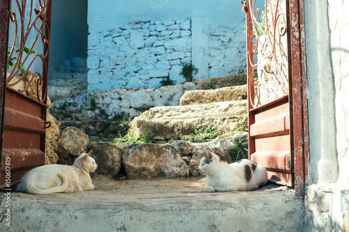Cats resting on doorstep, next to the street photo